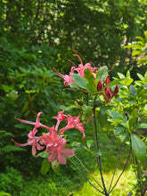 Load image into Gallery viewer, Pennsylvania
