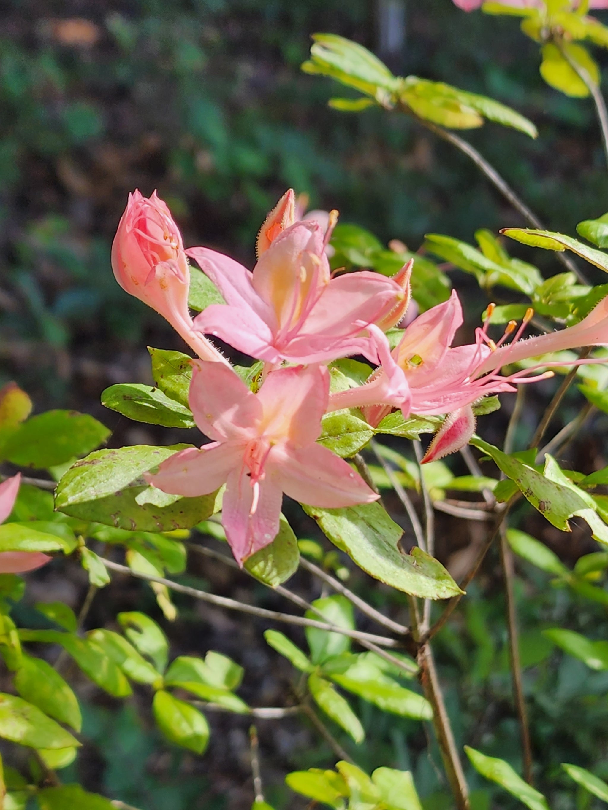 pennsylvania rhododendron Pennsylvania