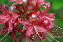 Load image into Gallery viewer, Pink Peppermint Stripe
