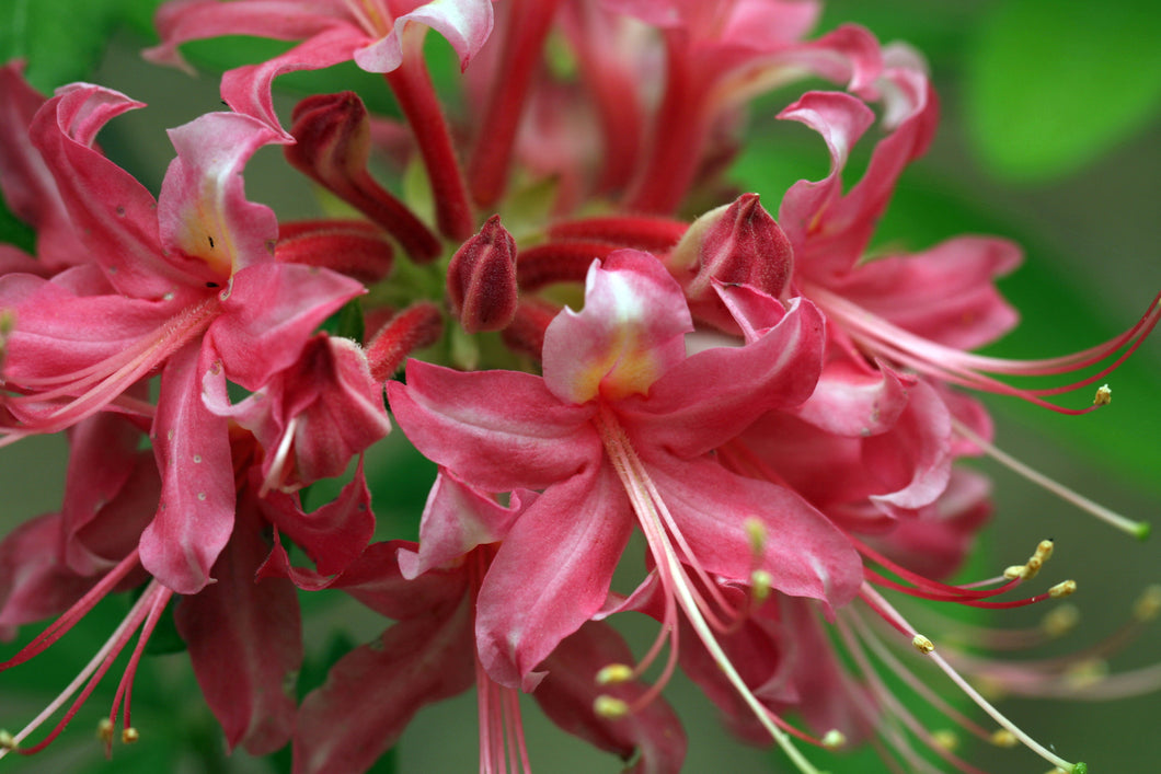 Pink Peppermint Stripe