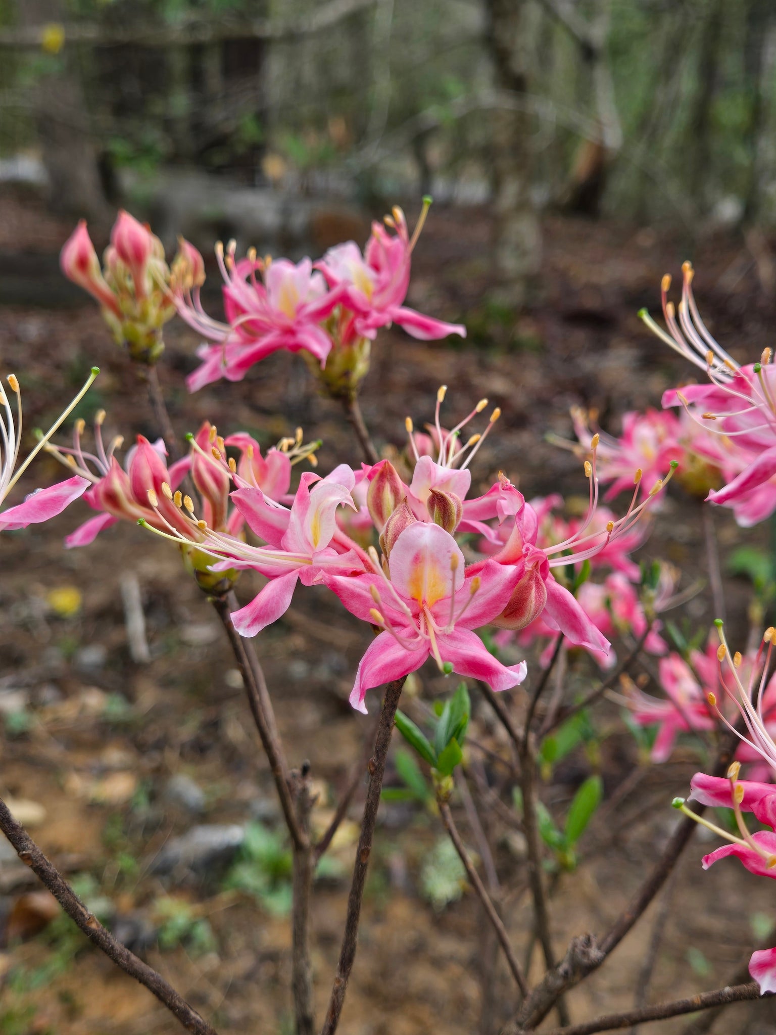 Pink Peppermint Stripe – Mountain Mist Nursery
