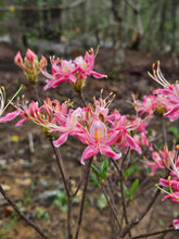 Load image into Gallery viewer, Pink Peppermint Stripe
