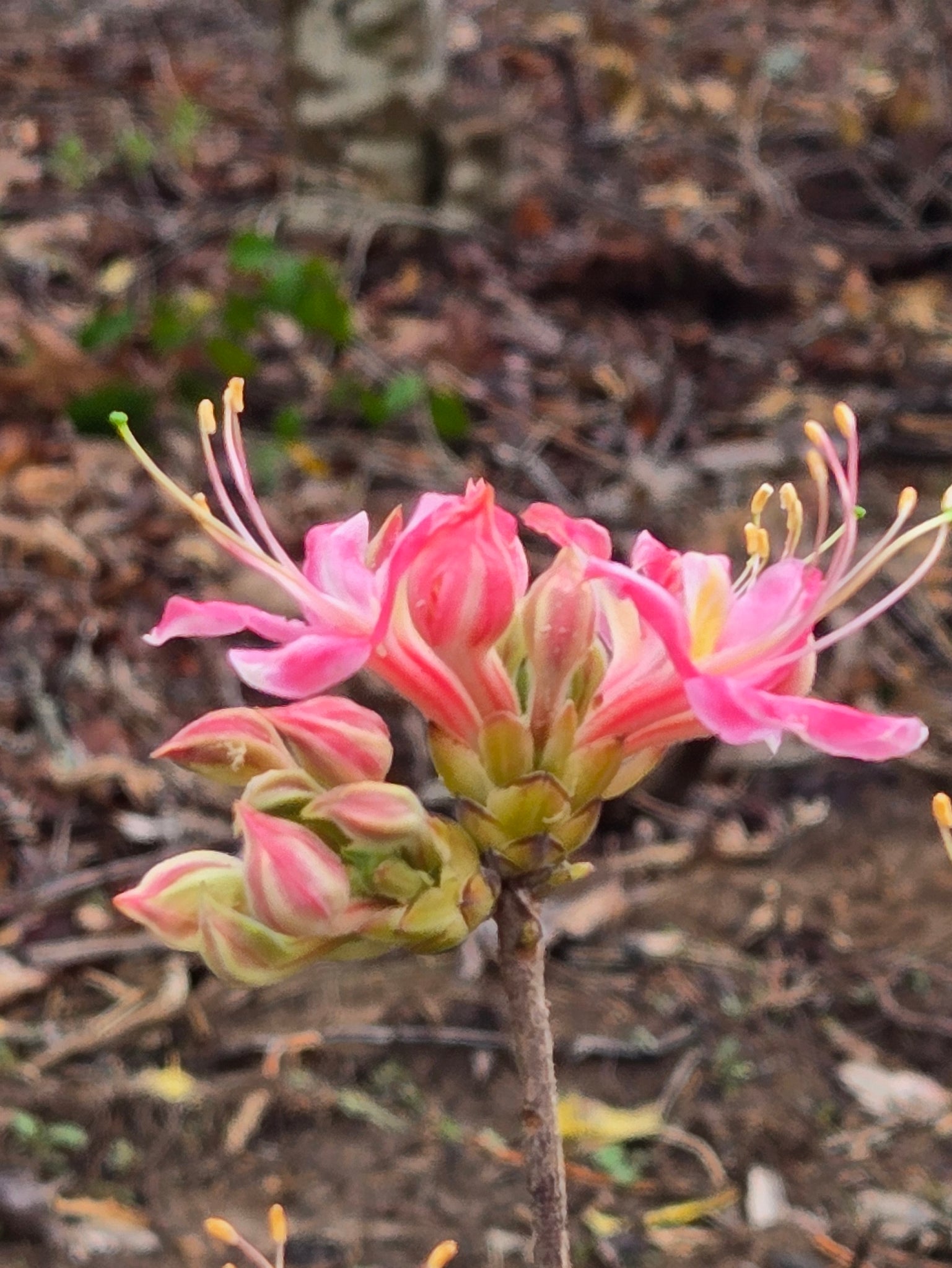 Pink Peppermint Stripe – Mountain Mist Nursery