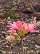 Load image into Gallery viewer, Pink Peppermint Stripe
