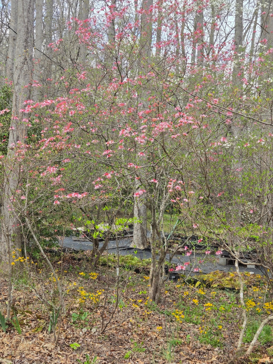 R. periclymenoides (Pinxter Azalea) – Mountain Mist Nursery