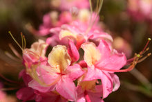 Load image into Gallery viewer, Source: Robert Greenleaf Face Book
