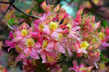 Load image into Gallery viewer, Wedding Cake
