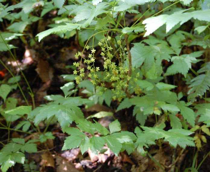 Yellowroot – Mountain Mist Nursery