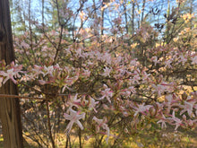 Load image into Gallery viewer, R. canescens (Piedmont Azalea)
