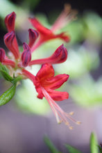 Load image into Gallery viewer, Bill Curry STR 42 16N
