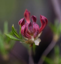 Load image into Gallery viewer, Bill Curry STR 42 16N
