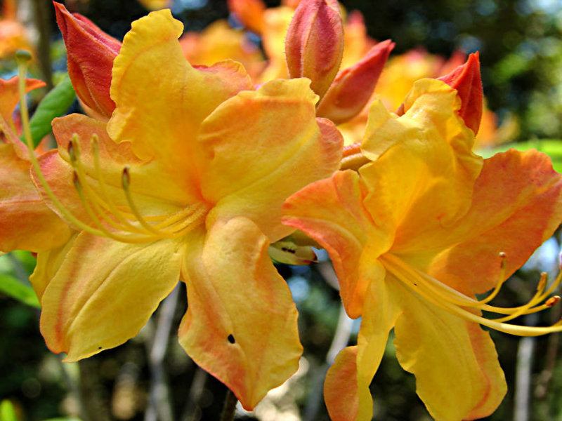 Charlene Whiddon STR 23 39E