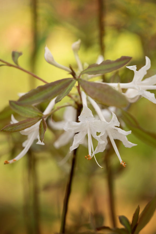 Chocolate Drop (R. canescens)
