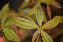 Load image into Gallery viewer, Chocolate Drop (R. canescens)
