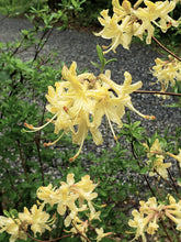 Load image into Gallery viewer, Choice Cream seedling
