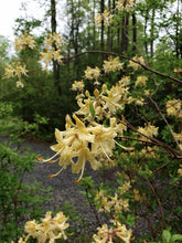 Load image into Gallery viewer, Choice Cream seedling
