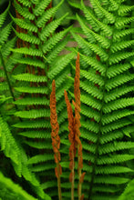 Load image into Gallery viewer, Cinnamon Fern (Osmunda cinnamomea)
