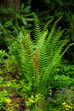Load image into Gallery viewer, Cinnamon Fern (Osmunda cinnamomea)
