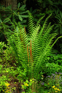 Cinnamon Fern (Osmunda cinnamomea)