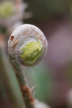 Load image into Gallery viewer, Cinnamon Fern (Osmunda cinnamomea)
