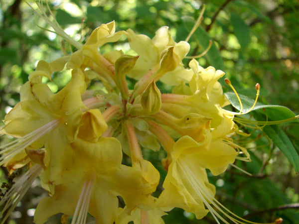 Yellow River Austrinum STR E-52