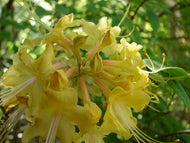 Yellow River Austrinum STR E-52