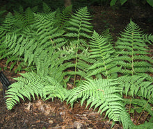 Load image into Gallery viewer, Leather Wood Fern (Dryopteris marginalis)
