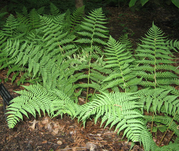 Leather Wood Fern (Dryopteris marginalis)