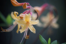 Load image into Gallery viewer, Earl&#39;s Calendulaceum Gold (R. calendulaceum)
