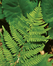 Load image into Gallery viewer, Leather Wood Fern (Dryopteris marginalis)
