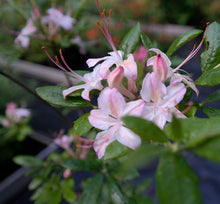 Load image into Gallery viewer, Gregory Bald Seedlings ( R. arborescens x R. bakeri x  ?)
