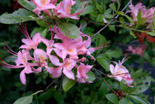 Load image into Gallery viewer, Gregory Bald Seedlings ( R. arborescens x R. bakeri x  ?)
