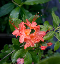 Load image into Gallery viewer, Gregory Bald Seedlings ( R. arborescens x R. bakeri x  ?)
