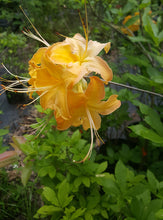 Load image into Gallery viewer, Gregory Bald Seedlings ( R. arborescens x R. bakeri x  ?)
