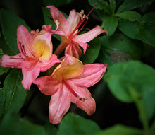 Load image into Gallery viewer, Gregory Bald Seedlings ( R. arborescens x R. bakeri x  ?)
