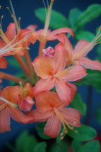 Load image into Gallery viewer, Jake&#39;s Red (R. flammeum)
