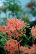 Load image into Gallery viewer, Jake&#39;s Red (R. flammeum)
