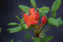 Load image into Gallery viewer, Kelly&#39;s Red - STR 9N (R. flammeum)
