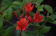 Kelly's Red - STR 9N (R. flammeum)