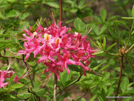 Magenta Rose Flame (R. flammeum)