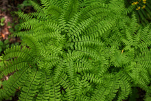 Load image into Gallery viewer, Northern Maidenhair Fern (Adiantum pedatum)
