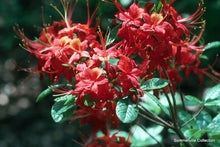 Load image into Gallery viewer, Mallory ( R. flammeum x R. flammeum)
