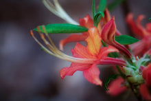 Load image into Gallery viewer, Mallory ( R. flammeum x R. flammeum)
