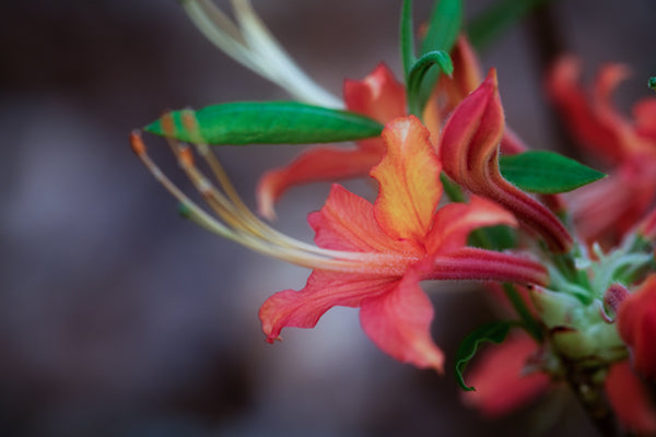 Mallory ( R. flammeum x R. flammeum)