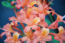 Load image into Gallery viewer, Mallory ( R. flammeum x R. flammeum)
