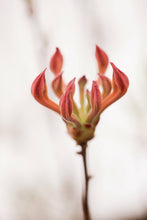 Load image into Gallery viewer, Mallory ( R. flammeum x R. flammeum)
