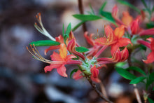 Load image into Gallery viewer, Mallory ( R. flammeum x R. flammeum)
