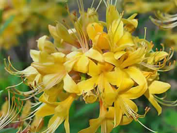 My Mary ( R. atlanticum x R. periclymenoides) x R. austrinum