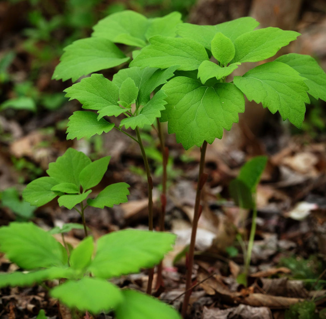 Allegheny Spurge, Mountain Spurge