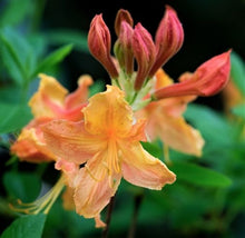 Load image into Gallery viewer, Pierce Whiddon STR 11 34E
